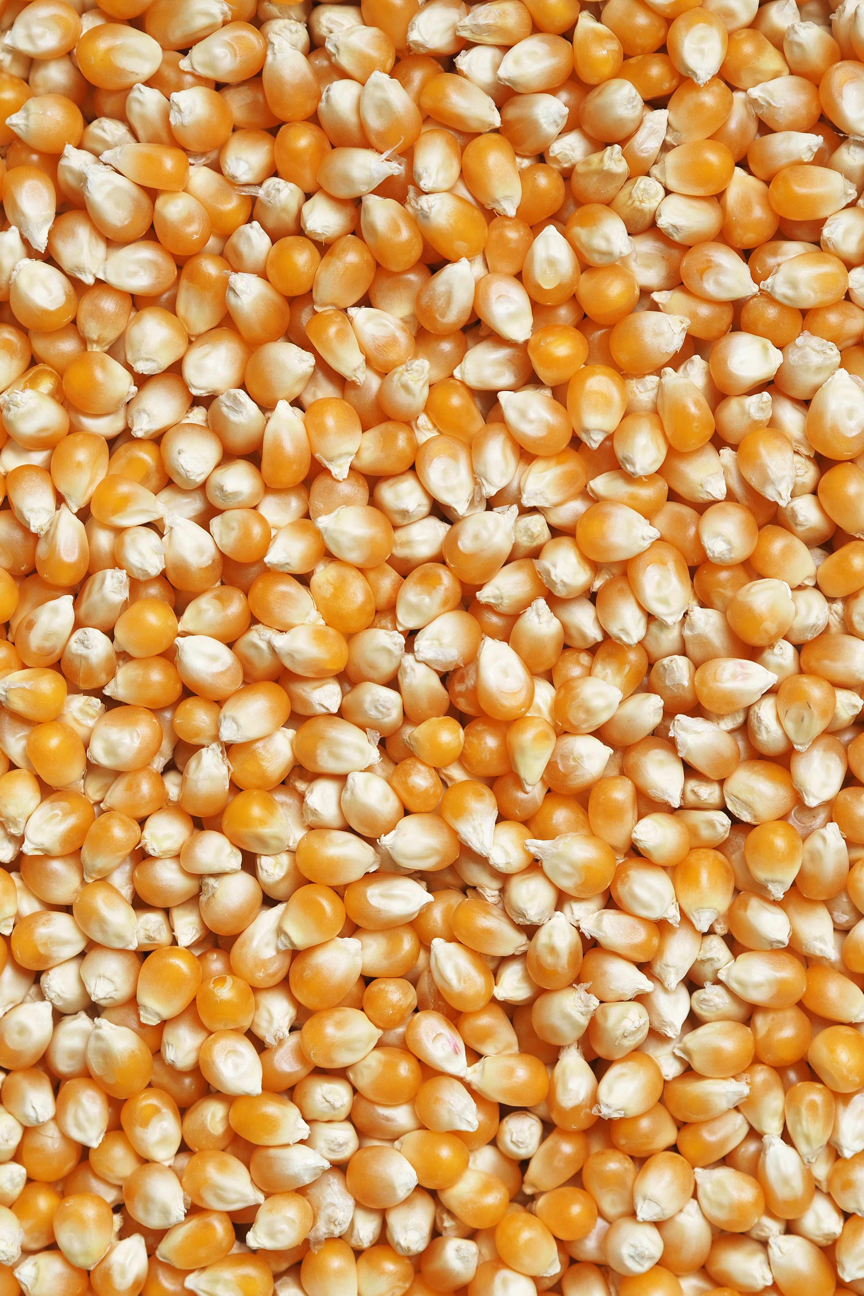 Clean deer corn